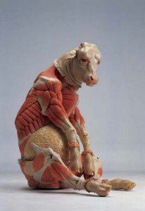 Cattle no. 2 (2007) de la serie Disclosing you.