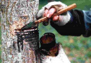 Extracción del urushi.