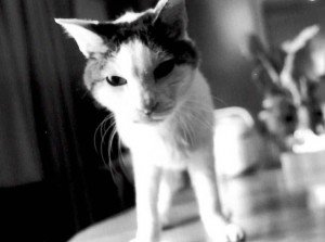 Chiro, su gata, es seguramente el felino más famoso de Japón