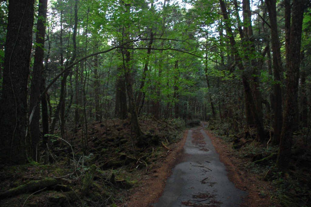 Uno de los caminos que se adentran en el bosque de Aokigahara. 