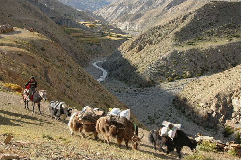 Caravana de yaks junto a la población de Saldang, en la parte norte del Valle de Dolpo.
