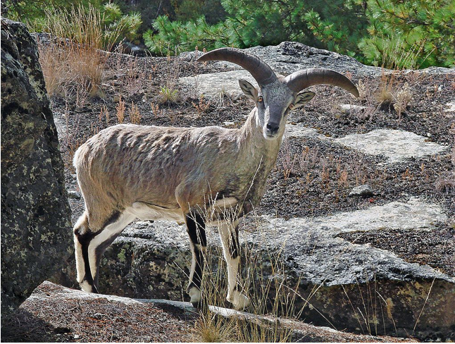 Baral o carnero azul del Himalaya en el GangotriNational Park, en el Distrito de Uttarkashi Uttarakhand, India.