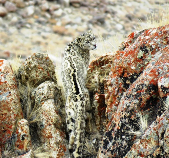 Imagen tomada a un leopardo de las nieves en el Ladakh, región comprendida entre lo estados indios de Jammu y Cachemira. 